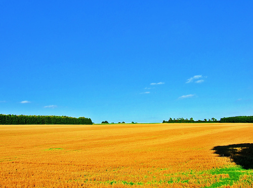 Harvested by Neil Howard