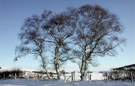 Snow covered trees in a field