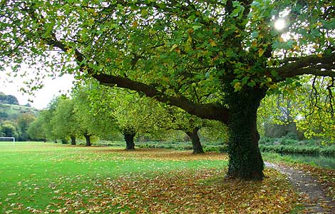 Winchester Water Meadows in autumn